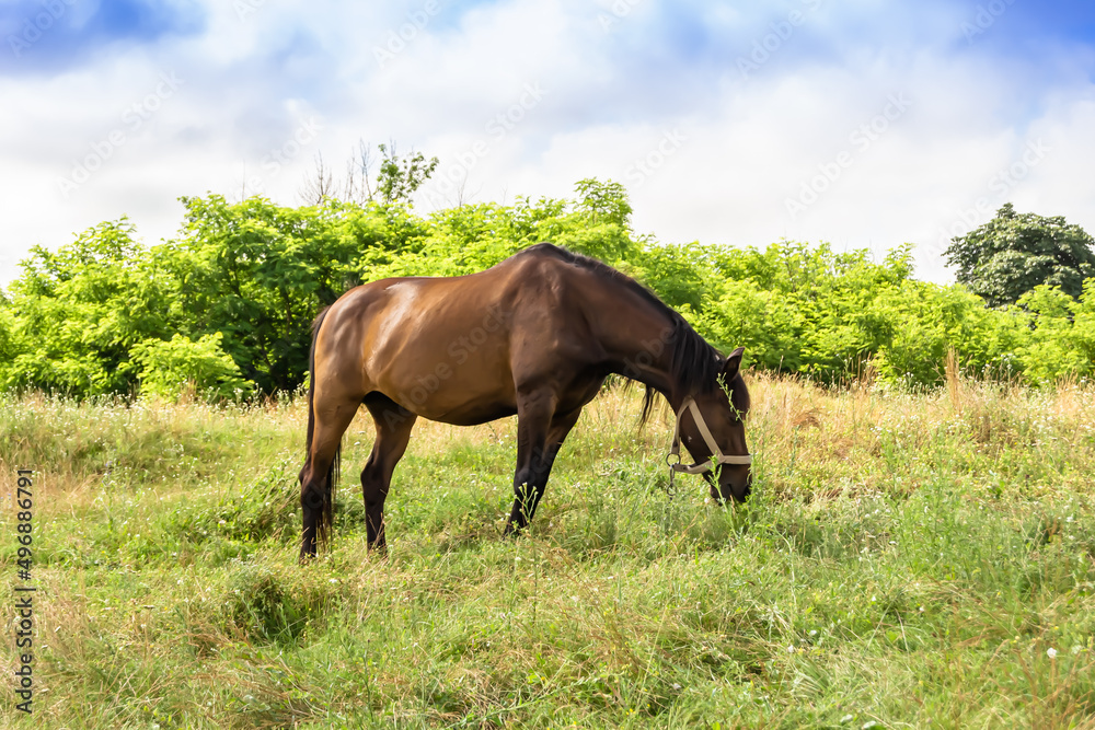 Beautiful wild brown horse stallion on summer flower meadow Beautiful wild brown horse stallion on summer flower meadow