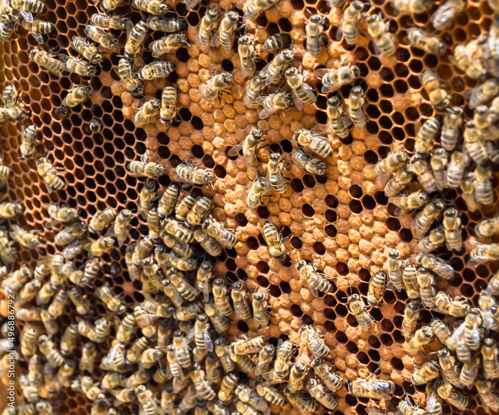 Honeycomb from bee hive filled with golden honey Honeycomb from bee hive filled with golden honey