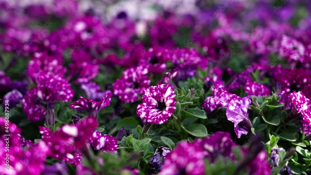 Vibrant close up of spotted purple petunias in a breezy day Vibrant close up of spotted purple petunias in a breezy day