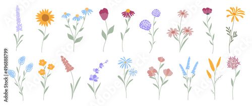 Collection of floral and botanical elements. Set of leaf, foliage wildflowers, plants, bloom, leaves and herb. Hand drawn of blossom spring season vectors for decor, website, wedding card and shop. © TWINS DESIGN STUDIO