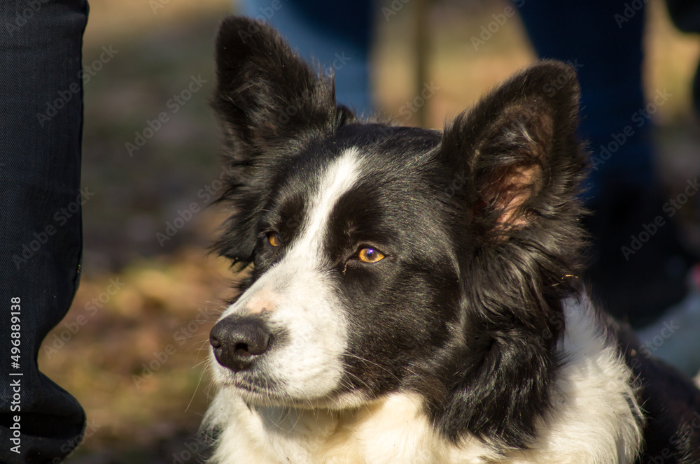 Border Collie