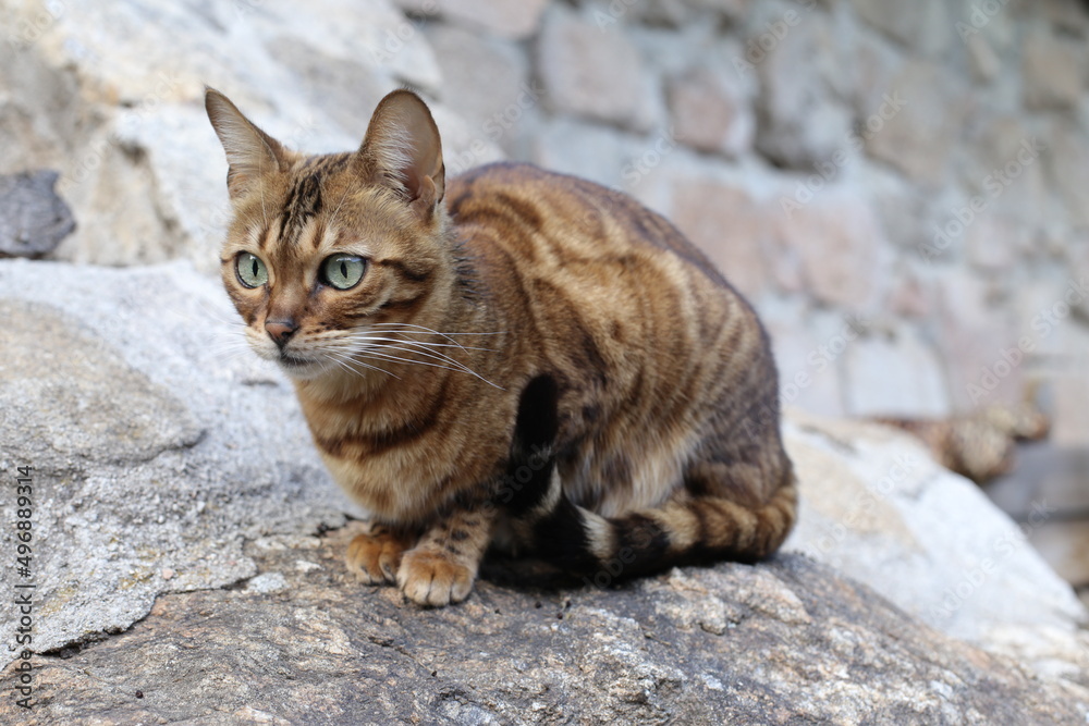 Bengal cat with beautiful markings