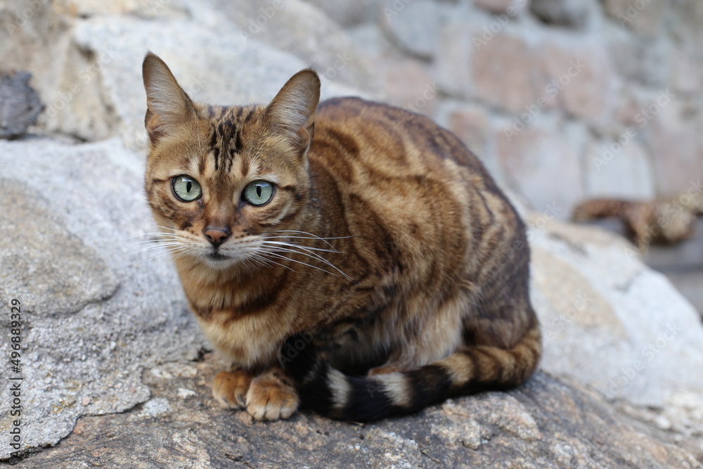 Bengal cat with beautiful markings