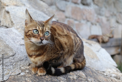 Bengal cat with beautiful markings