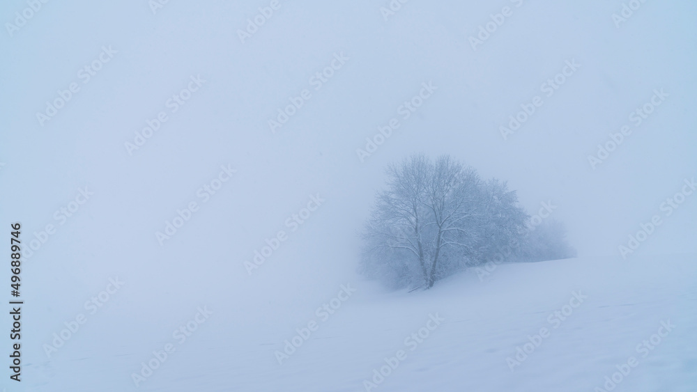 Germany, White snow and ice covering a tree in dark foggy winter atmosphere, nature landscape while snow is falling Germany, White snow and ice covering a tree in dark foggy winter atmosphere, nature landscape while snow is falling