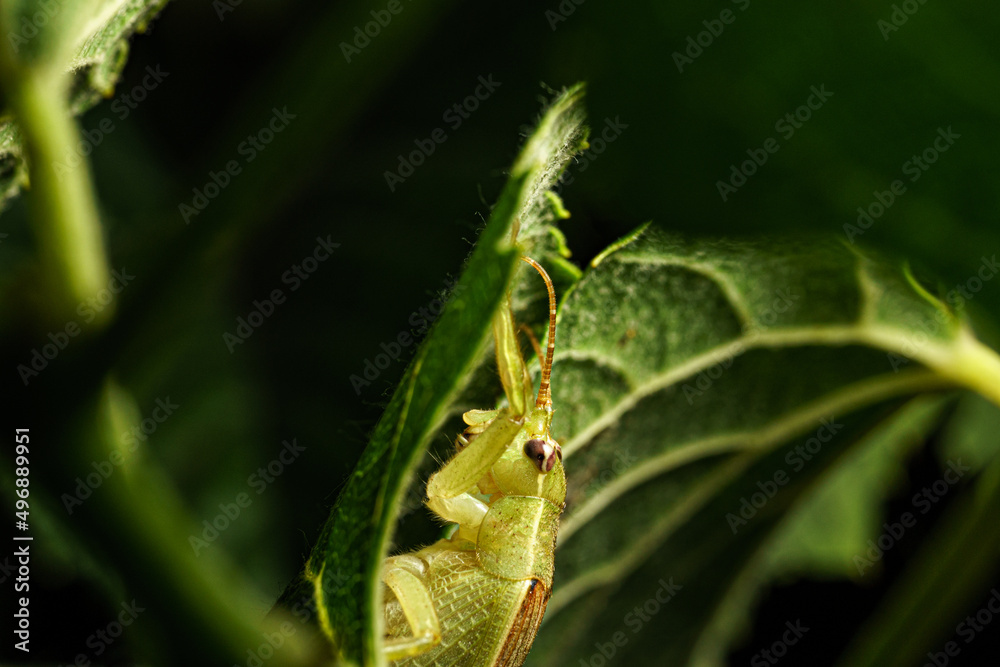 Acrida cinerea, sometimes called the Oriental longheaded grasshopper or locust or the Chinese grasshopper. Acrida cinerea, sometimes called the Oriental longheaded grasshopper or locust or the Chinese grasshopper.