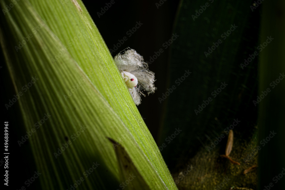 Fototapeta premium Extreme sharp and detailed portrait of Lawana conspersa at on a corn plant.