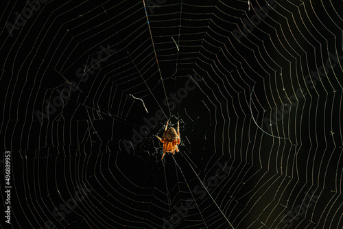 Spider on web on black scene.