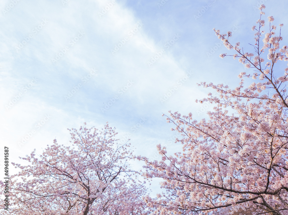 桜と青空と雲 桜と青空と雲