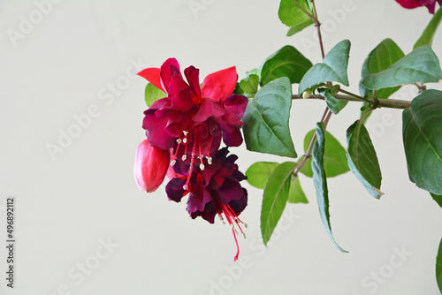 pełne kwiaty czerwonej fuksji, ułanka (Fuchsia)