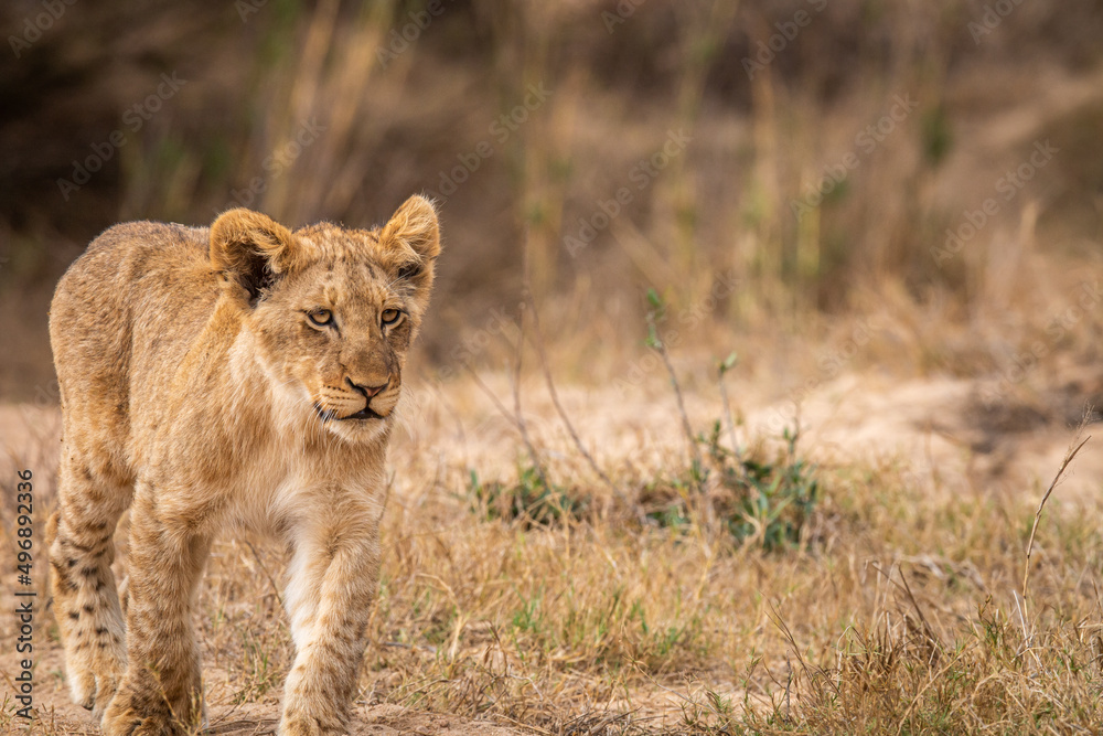 Young Lion cub walking towards the camera. Young Lion cub walking towards the camera.