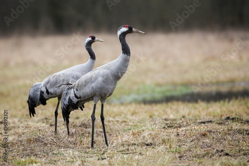 Obraz na płótnie Two common crane, grus grus, standing on field in spring nature. Couple black birds with long legs looking on grassland. Pair of feathered animals with red head watching on meadow. w salonie