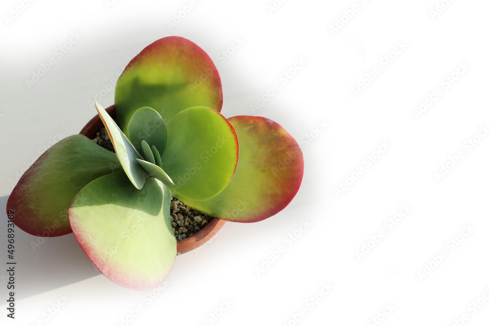 Kalanchoe thyrsiflora on a white background. Photo of a plant from ...