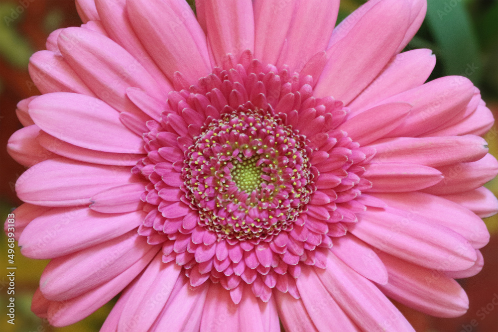 Flower of delicate pink gerbera close-up.