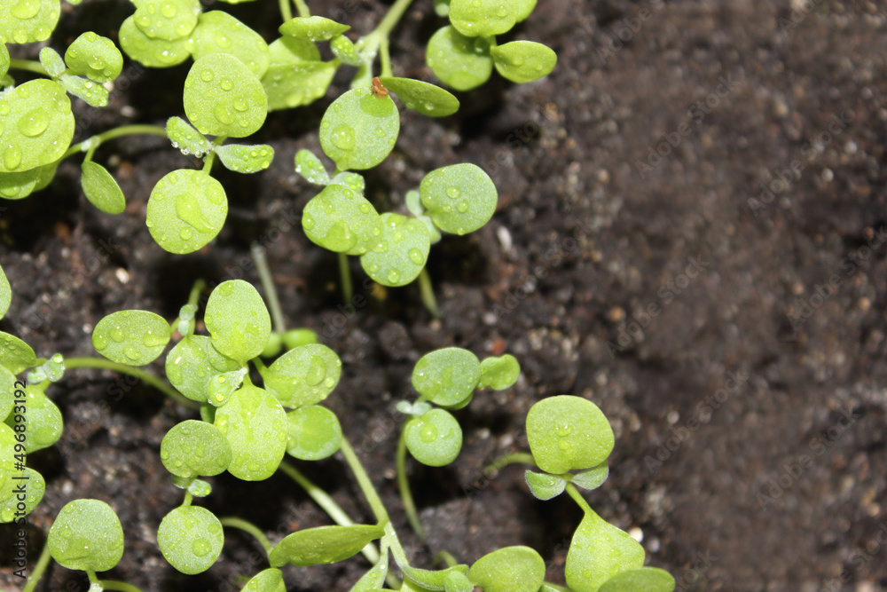 Gardening. Germination of seeds in a container with soil. Young spring seedlings of plants. Young shoots, green shoots. Gardening. Germination of seeds in a container with soil. Young spring seedlings of plants. Young shoots, green shoots.