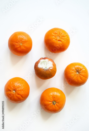 Rotting tangerines on a white background. Covered with mold, fungus.