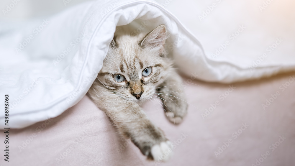 Cute kitten lying in bed. Fluffy pet comfortably settled to sleep Cute kitten lying in bed. Fluffy pet comfortably settled to sleep