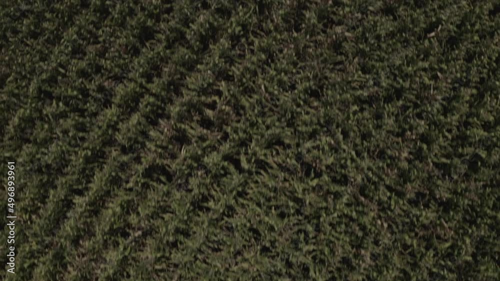 agricultura