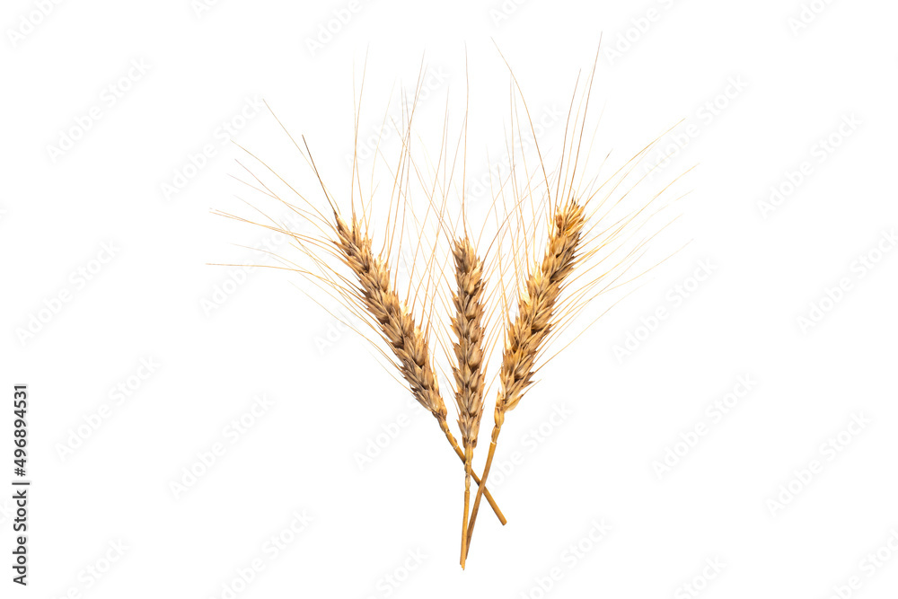 Wheat ears isolated on white background.