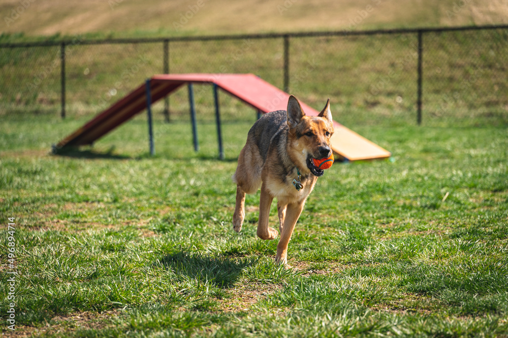 German Shepard running with ball in her mouth