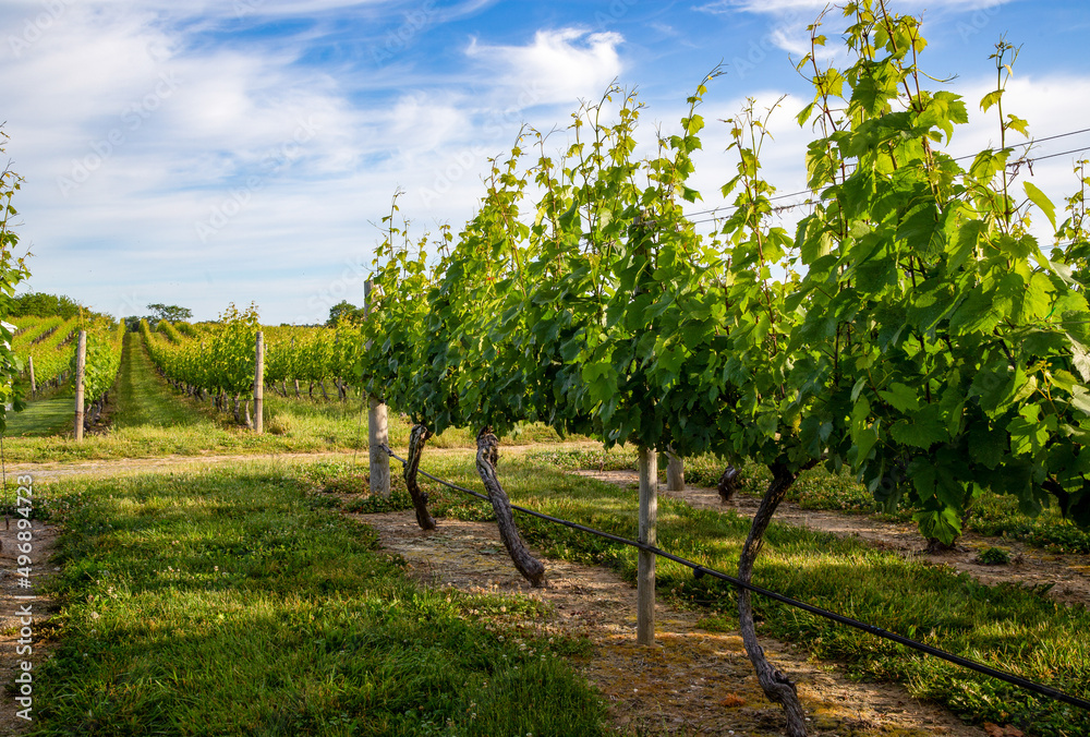 Fototapeta premium Vineyard 