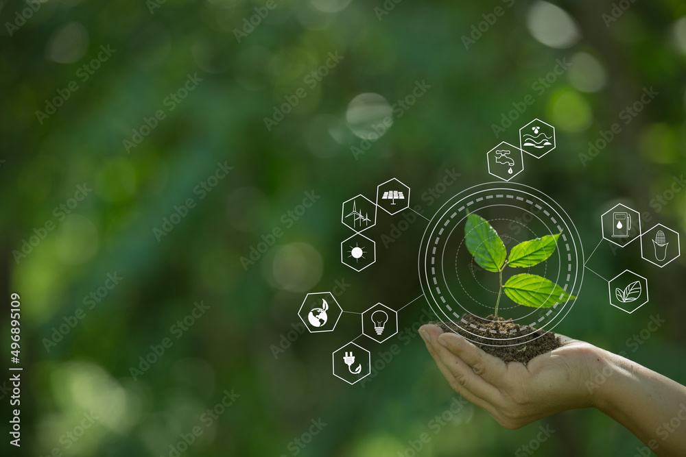 Gardener hand seedlings into the soil planting in fertile soil Gardener hand seedlings into the soil planting in fertile soil