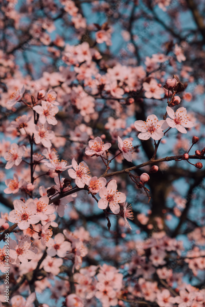 Spring blossoms. Tree branch with beautiful fresh pink flowers in full bloom, close up. Blooming sakura. Floral background. Spring blossoms. Tree branch with beautiful fresh pink flowers in full bloom, close up. Blooming sakura. Floral background.