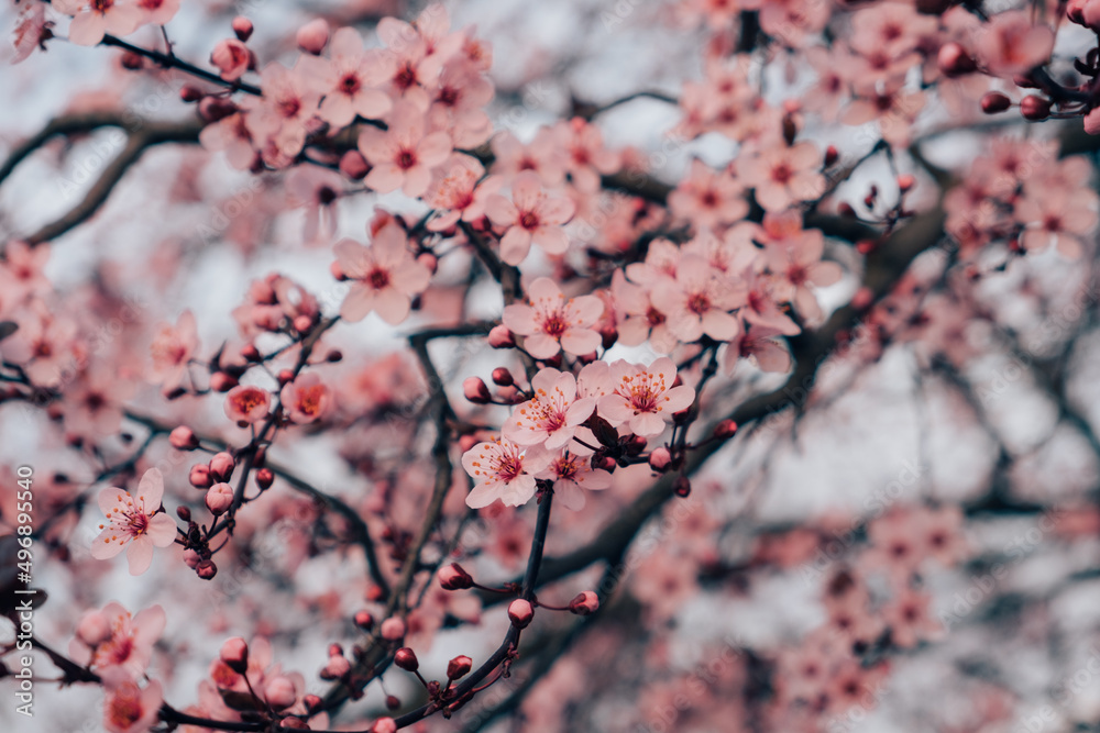 Spring blossoms. Tree branch with beautiful fresh pink flowers in full bloom, close up. Blooming sakura. Floral background. Spring blossoms. Tree branch with beautiful fresh pink flowers in full bloom, close up. Blooming sakura. Floral background.