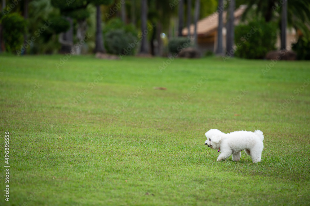 White fluffy puppy running in the green lawn.