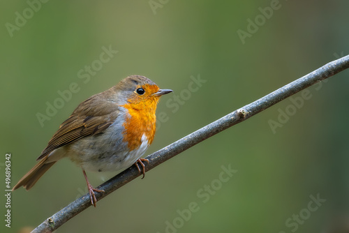 Fotografia robin on a branch