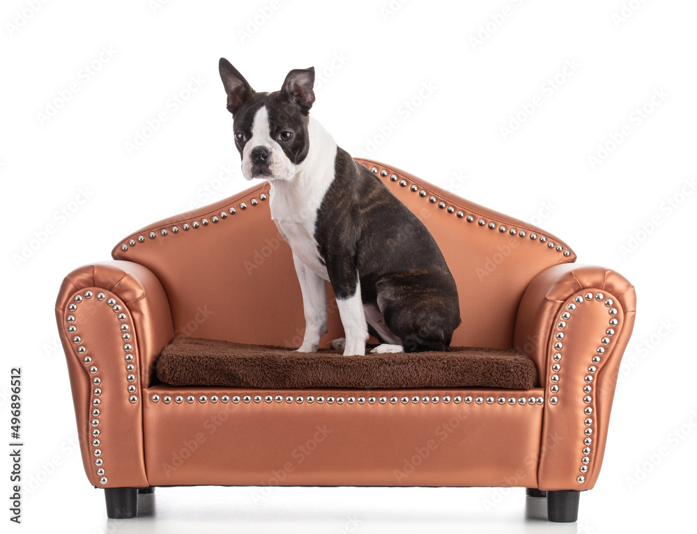 Young Boston terrier bi color on a small sofa