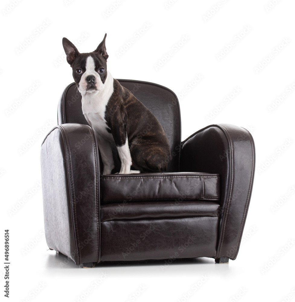Young Boston terrier bi color in an armchair