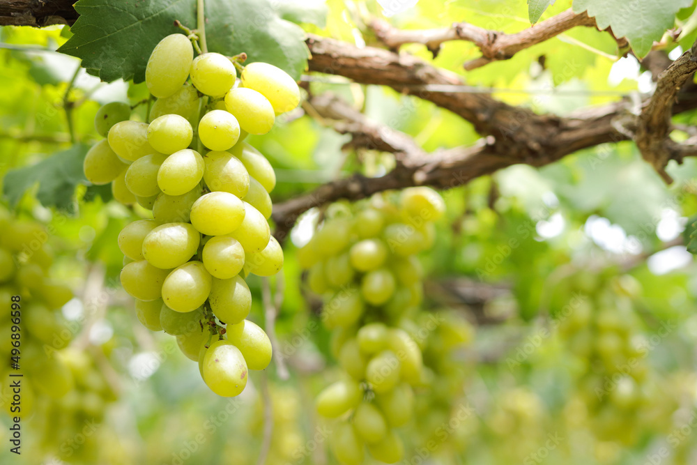 Close-up photo of green grapes. Organic vineyard farming concept. Golden yellow green grapes, sweet taste, fragrant, crispy, fresh from the tree.