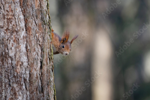 A squirrel in the park jumps on the branches and searches for food.