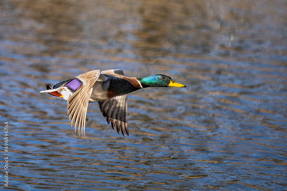 Obraz premium Ducks fly over the river and chase.