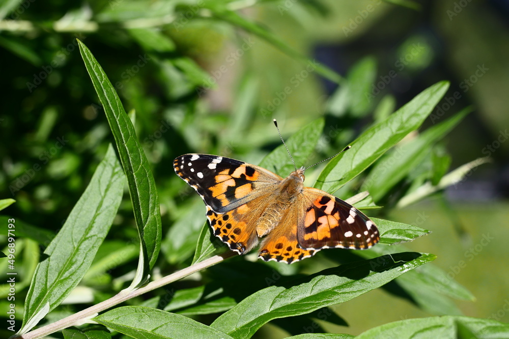 Obraz premium Distelfalter