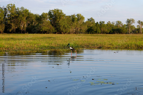 A large jabiru stork bird in the wild wading through the shallow marshlands in crocodile territory of Yellow Water, Northern Territory, Australia