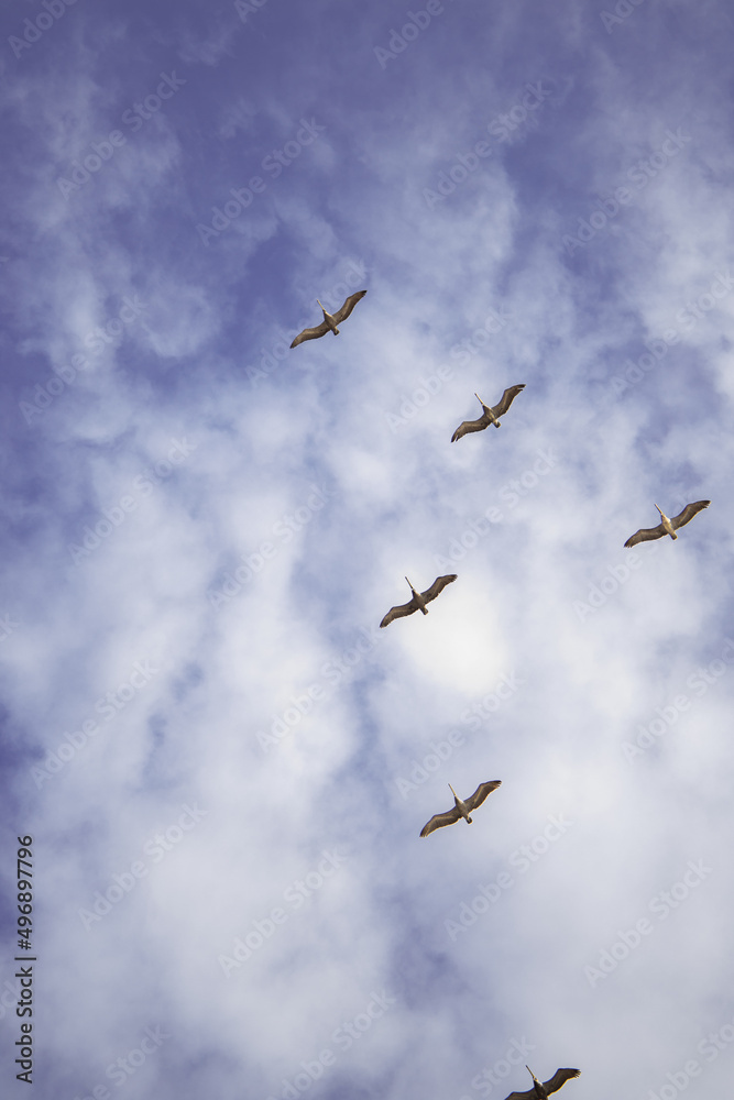 Aves en el cielo de la playa olon ecuador