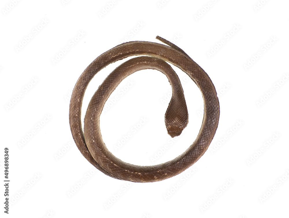 cobra snake toy isolated on white background cobra snake toy isolated on white background