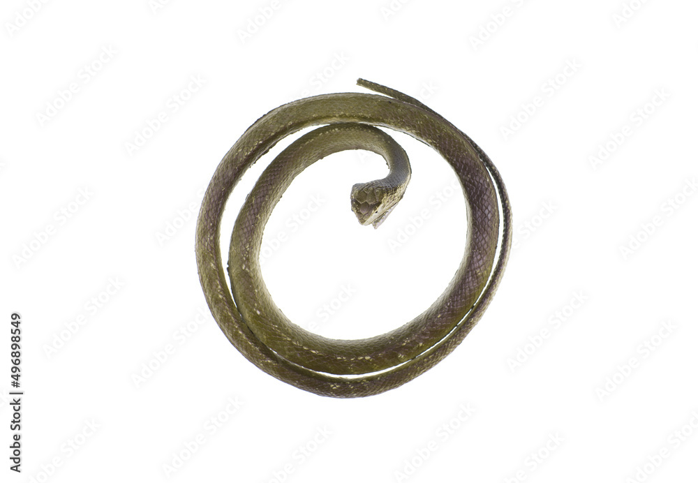 cobra snake toy isolated on white background cobra snake toy isolated on white background
