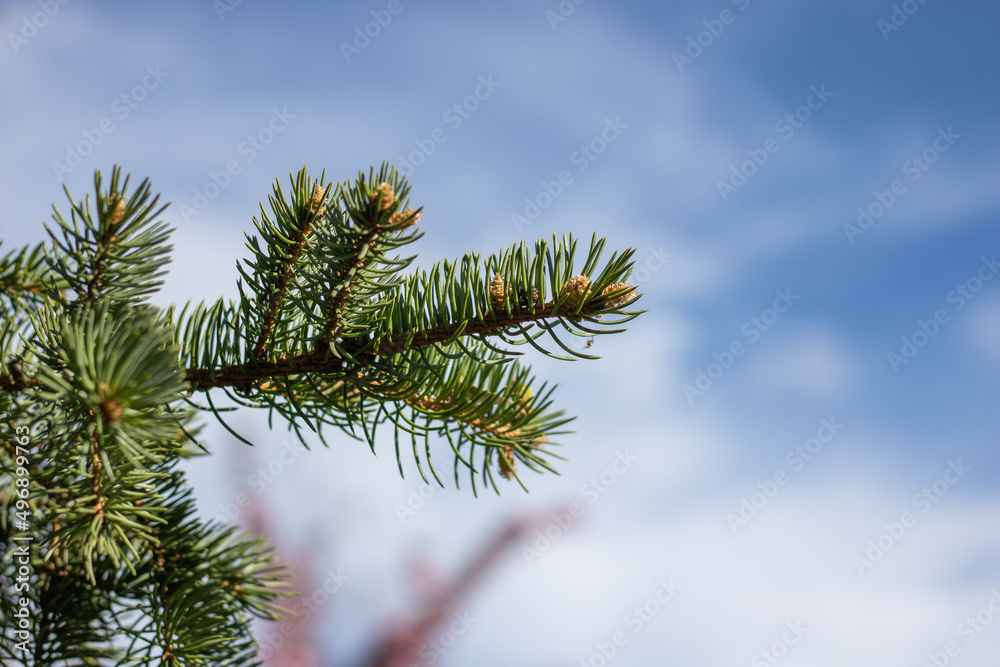 Green coniferous branches. Fresh spruce on the background blue sky. Photo needles tree twigs. Beauty of nature evergreen. Green coniferous branches. Fresh spruce on the background blue sky. Photo needles tree twigs. Beauty of nature evergreen.