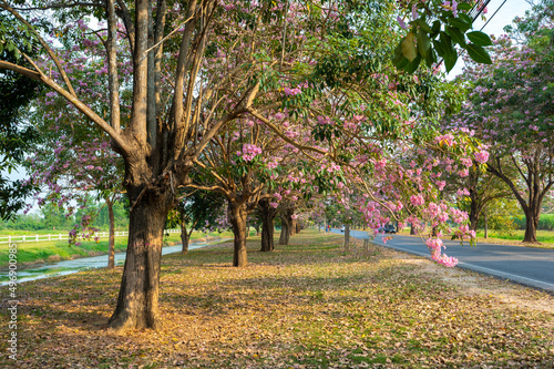 Beautiful pink trumpet tree tabebuia rosea in full spring flower blooming with a park bench under it just romantic background scene at Kamphaeng Saen, Nakhon Pathom province, Thailand. photo