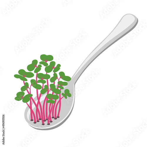 Microgreen, red cabbage on a spoon, edible plants for healthy nutrition. Ingredients with green leaves for food