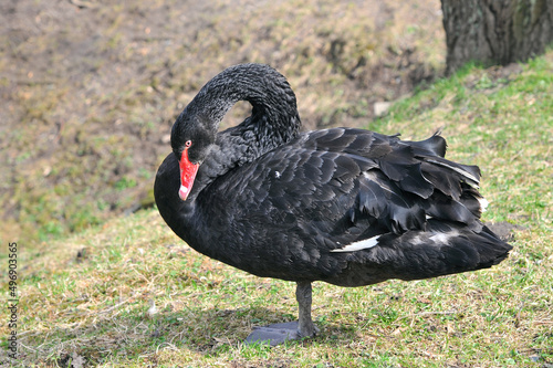 Black swan stand on one leg on young spring grass background and clearn his feathers . Animals and birds outdoors photo