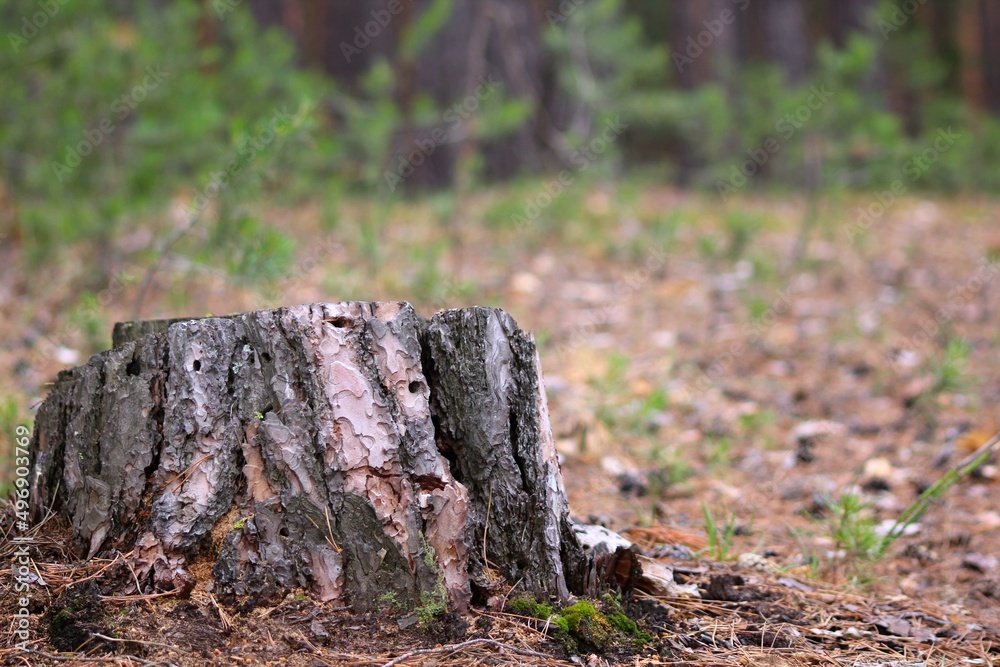 stump in the forest stump in the forest