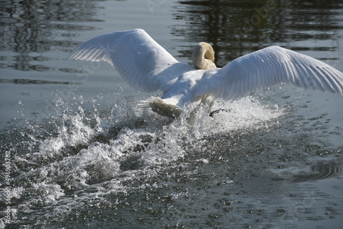 swan in winter