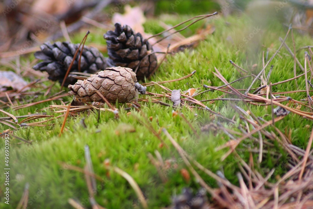 close up of a pine cone close up of a pine cone