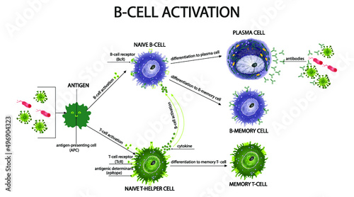 Activation and Regulation of B-Cell Responses by Invariant Natural Helper T- Cell. Antibody and cytokine production, and antigen presentation. Plasma cells. Immunological memory. photo