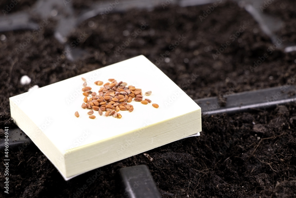Gardening tools and seeds. Cells for planting plants. Seeds on the ground Gardening tools and seeds. Cells for planting plants. Seeds on the ground
