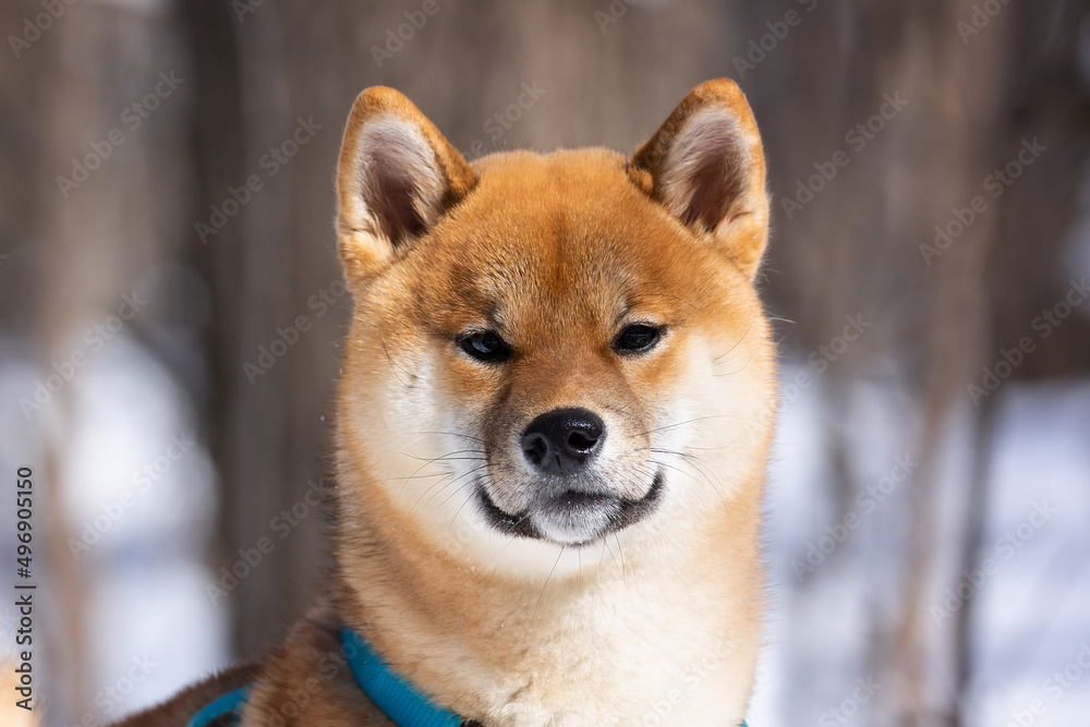 shiba inu dog in winter snow fairy tale forest